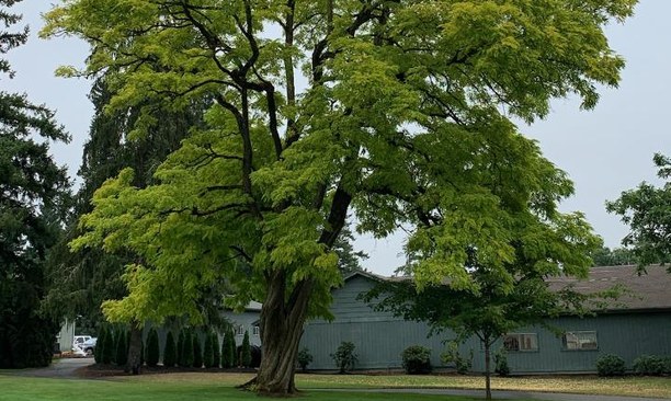 Tree Pruning